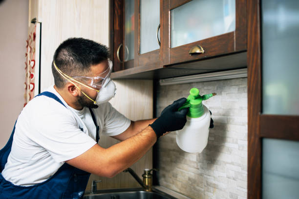 Best Termite Control Services  in Thunder Mountain, NM