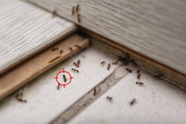 Best Wasp Removal Services  in Thunder Mountain, NM