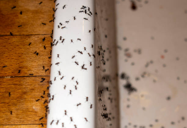 Best Pest Removal Services  in Thunder Mountain, NM