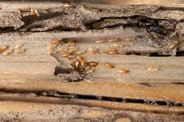  Thunder Mountain, NM Pest Control Pros