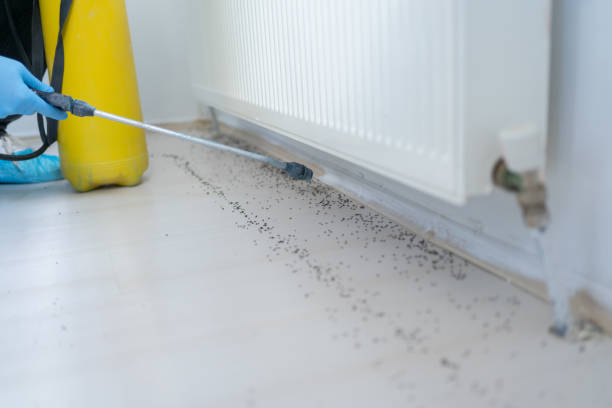 Best Affordable Pest Control Services  in Thunder Mountain, NM